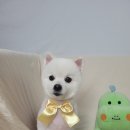 봉구 이미지