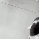 댕댕포유 이미지