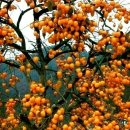 임계초등학교 이미지