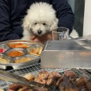 288 | 양산 상북 대석288 양산 고기집 애견동반 캠핑 바베큐 맛집 추천 후기