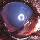 이음동물의료센터 이미지