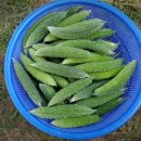 여주-0170 네이버블로그