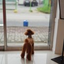 더펫살롱 네이버블로그