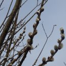 버들목장 이미지