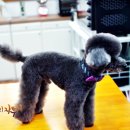 하이펫 애견샵 이미지