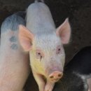 돼지꿈파는집 이미지