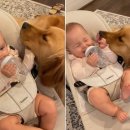 천사강아지 이미지