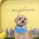 송단이네 반려견미용실 이미지