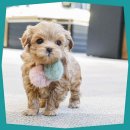 의정부 강아지분양 고양이분양 애견분양 펫하임 의정부본점 이미지