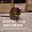 아담광고 | 일본 오사카 완전 개인실 고양이카페 추천 방문후기(광고X) - villa uriel ヴィラウリエル