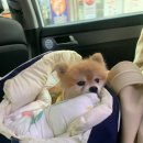 호두데이 이미지