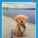 털찐강아지 이미지