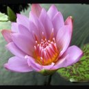 연꽃(WaterLily)과 연꽃(Lotus)..... 이미지