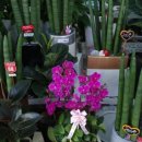 계림꽃농원 이미지