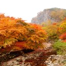 제35차)11월11일(토)산(100대+)강천산(583.7m) 애기단풍 산행안내 이미지