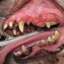 페이지동물병원 이미지