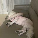 댕발란스 이미지