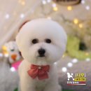 꿈꾸는강아지 이미지