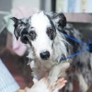 JJ 펫살롱 이미지