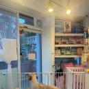 몽실 애견미용 이미지