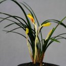 한국춘란 전시회 이미지