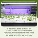 진주새싹삼
