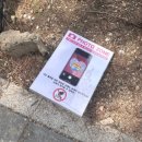 공영써비스 | 2026 경주 대릉원 돌담길 축제 | 실시간 벚꽃 상황 4/3 첫 날 실제 방문 후기 무료 유료 공영 주차장