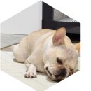 우쭈쭈수제간식 이미지