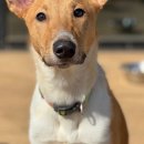 애견카페왕 이미지