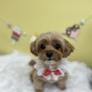 브라운 펫살롱 이미지