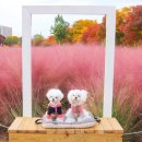 핑크애견 이미지