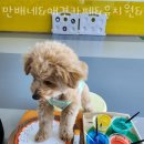 만배네 애견카페 이미지