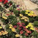 파스타짙은 이미지