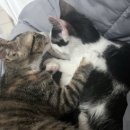 야옹야옹 | 귀여운 고양이 사진_야옹야옹 콩이쿵이 고양이 2마리 애기시절