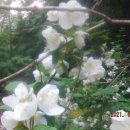 산속농장 이미지