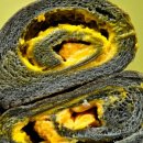 종로수제도넛 이미지