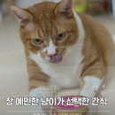 닥터리동물병원 | 고양이 영양식 캔사료ㅣ 닥터할리 푸딩 찐 후기 갑니다~!