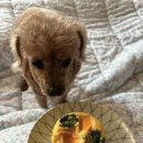 멍뭉식탁 이미지