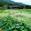 지음 Daum카페