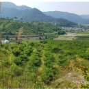 으뜸울금농장 이미지