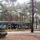 회동솔향캠핑장 이미지