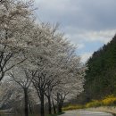 백운면 벚꽃길 이미지