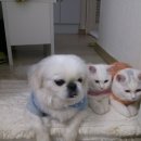 냥냥이네 이미지