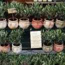 올리브나무 이미지