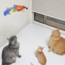 묘하개끌리냥