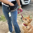 도기그룸 | 강아지 간식 가방 추천! 체인지독 트릿백 주머니가 사랑받는 이유?