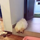 나는댕댕이다 이미지