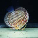 엘리스강 이미지