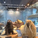 한국자연사박물관 | [서울 아이와 실내 가볼 만한 곳] 서대문 자연사박물관, 주차, 체험 후기