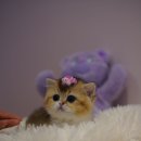 양주고양이분양 모나미네코 옥정신도시점 이미지